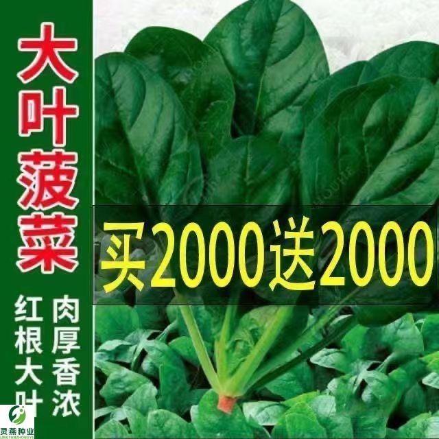 超耐热夏播王菠菜种孑波菜高产秋季蔬菜种籽春夏季夏子籽种四季子