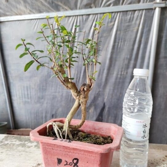 园艺苗结果造型素材花卉盆景提根盆栽植物绿矮霸石榴树微小桩小品