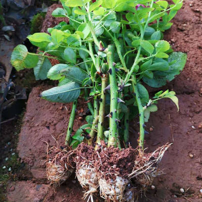 云南浓香花茶四季开花不断墨红滇红金边紫枝食用玫瑰花苗