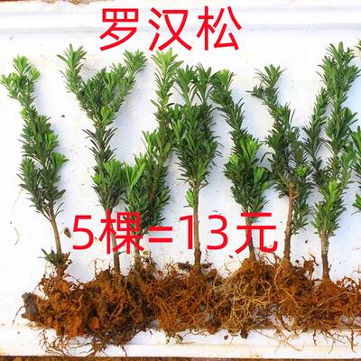 植树节小树苗3.12植树活动社区单位学校庭院绿化栽树罗汉松种植苗