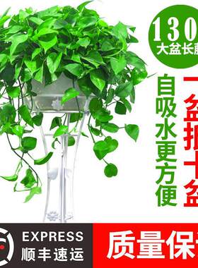 绿萝盆栽长藤款电视柜旁边绿植室内水培水养办公室易养容易活植物