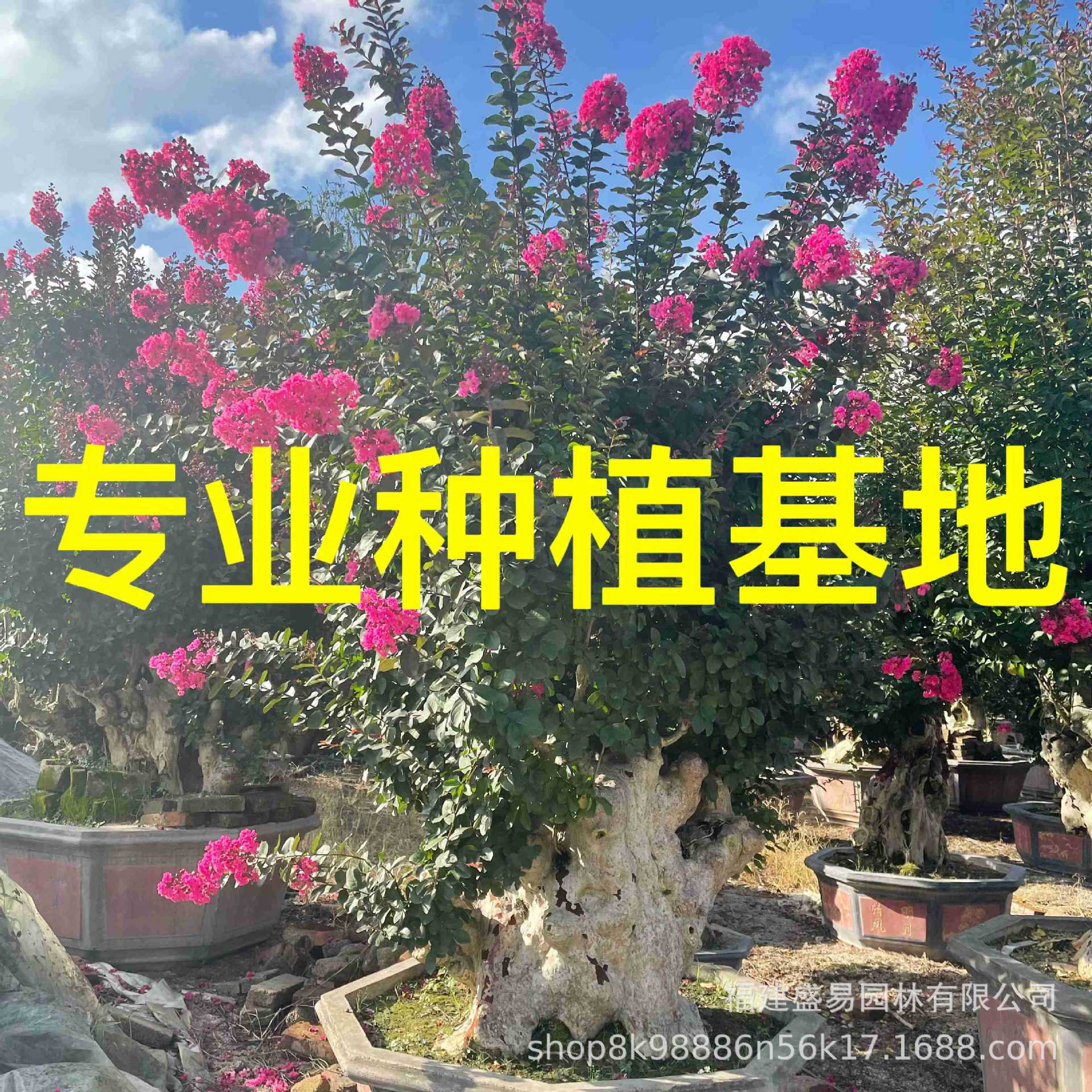 山东紫薇桩头 安徽紫薇桩 浙江紫薇树桩 造型紫薇桩景价格