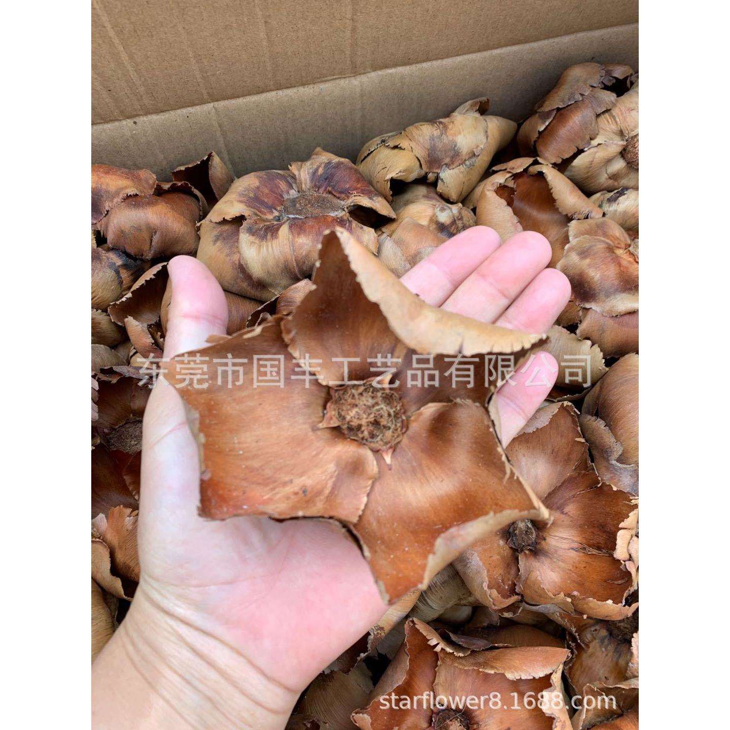 大椰子花进口椰花天天然干树枝zakka摆件