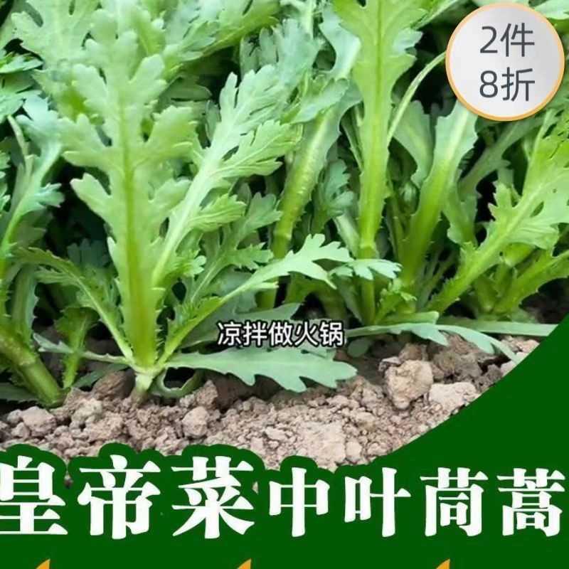 皇帝菜中叶茼蒿种子四季种春菊孑菜籽菜种蔬菜种籽茼蒿菜种籽青菜