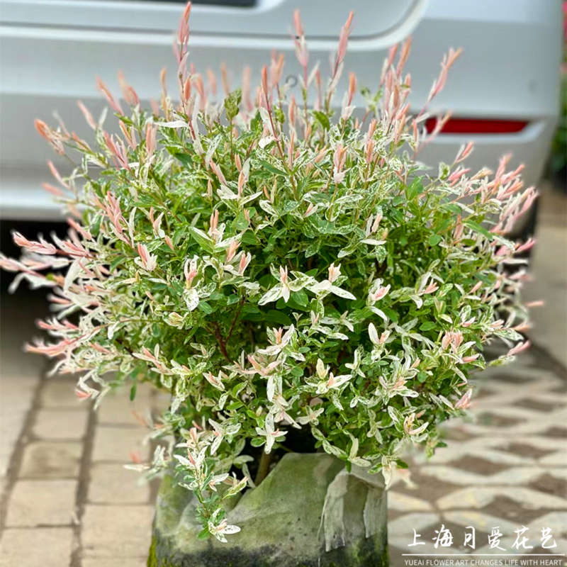 彩叶杞柳盆栽柳妃多年生花镜搭配庭院阳台花叶灌木耐寒热好养绿