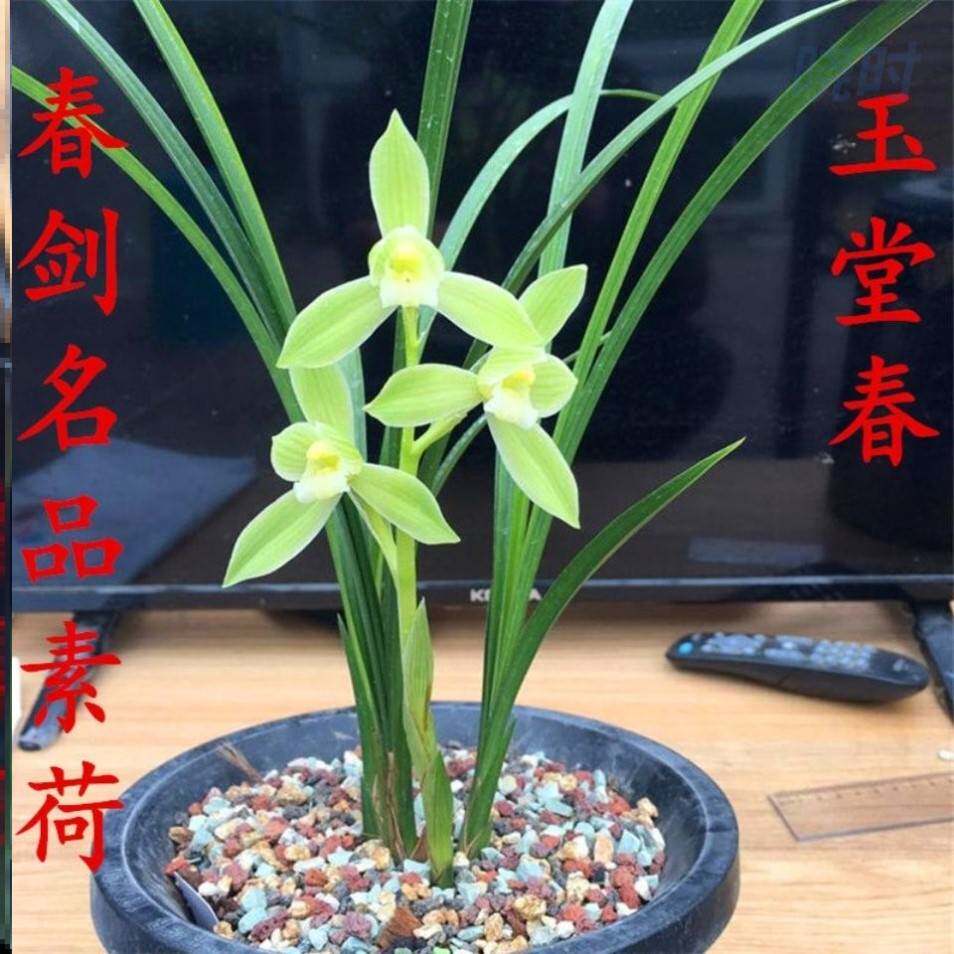 特价春剑兰花玉堂春四川精品浓香型盆栽名贵