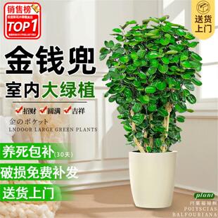金钱兜老桩圆叶福禄桐绿植室内盆栽大型植物客厅办公室旺宅发财树
