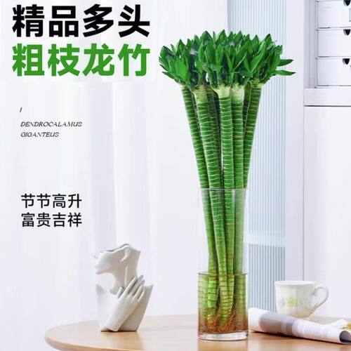富贵竹文昌龙带根多头水培