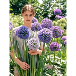 大花葱种球盆栽大使花苗环球霸王荷兰进口球王耐寒花卉植物种子花