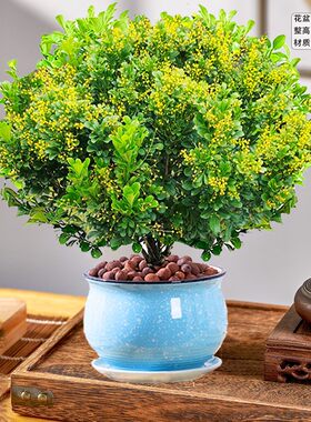 香水米兰花盆栽卉绿植室内