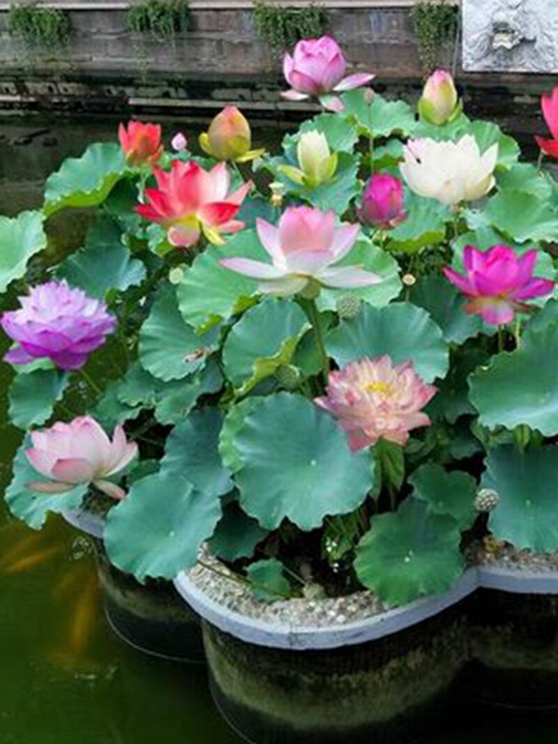 荷花盆栽水养莲藕苗种莲花食用四季观赏睡莲生水培植物碗莲种根苗