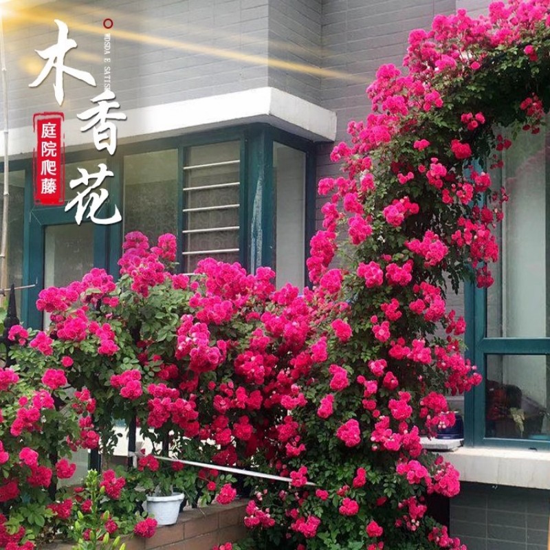 红木香花苗爬藤植物四季开