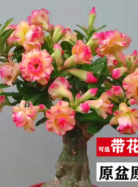 四季开花沙漠玫瑰盆栽重瓣