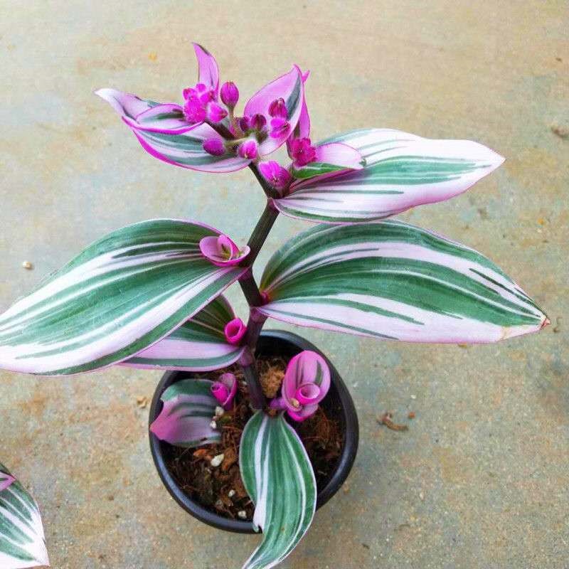 紫色婚礼油画吊兰带花室内植物玫红色观叶紫露草吊兰好养耐热盆栽