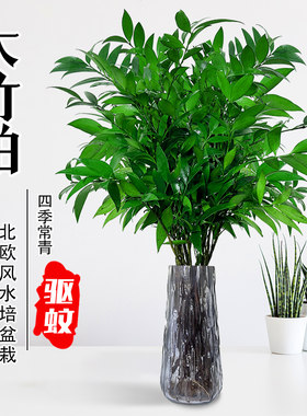 驱蚊竹柏水培室内花卉盆栽
