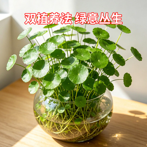铜钱草盆栽精品大叶植物盆景室内桌面造景绿植花卉摆件四季好养活