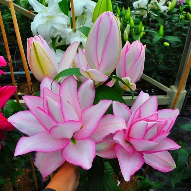 重瓣香水百合花种球四季开花好养活花卉植物室内外花苗盆栽花种子
