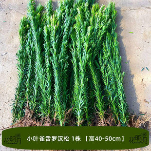 罗汉松树苗柏树耐寒植物室外庭院迎客松大树松树小苗盆栽造型名贵