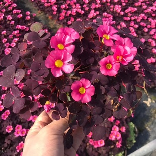 家种植长耐寒芙蓉榨浆酱花园秋冬酢浆草紫叶大花草花期左种球草
