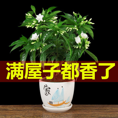 丁香花盆栽卉室内绿植阳台四