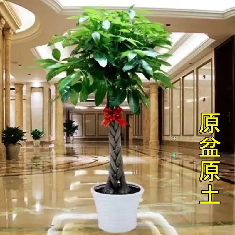大发财树室内外花卉盆景植物