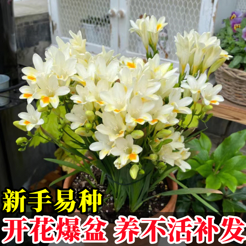 进口香雪兰种球重瓣小苍四季