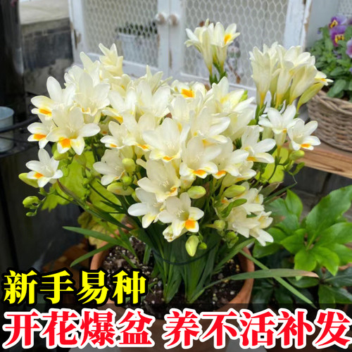 进口香雪兰种球重瓣小苍四季