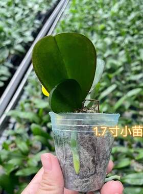 读月园蝴蝶兰盆栽17寸小苗大