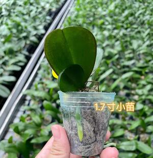 读月园蝴蝶兰盆栽1.7寸小苗大舌头蝴蝶幼苗金边叶艺花卉对版