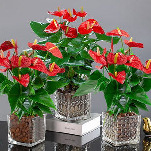 粉掌白掌盆栽植物室内花卉好养水培一帆风顺火鹤花水培四季常青绿