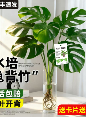 大叶龟背竹水培老桩桌摆水养绿植物高级感客厅旺宅四季好养除甲醛