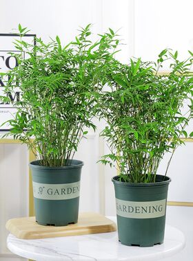 小米竹盆栽子景凤尾苗绿植