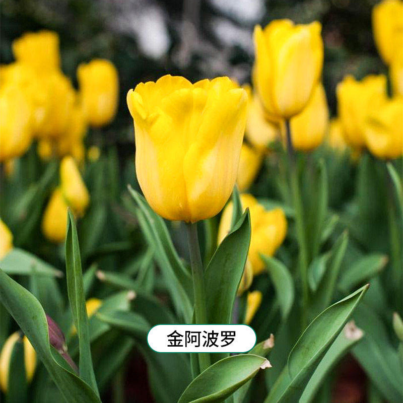 郁金香种球水培植物荷兰进口5度球桌面植物花卉种子阳台耐寒好养