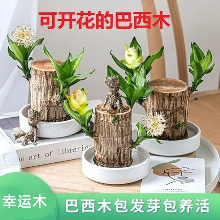 可开花巴西木水养幸运格鲁特