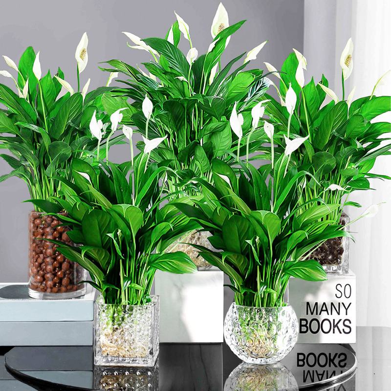 白掌盆栽一帆风顺水培植物室