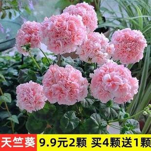 大花天竺葵花苗重瓣花卉庭院阳台四季开花不断盆栽小苗带花苞发货