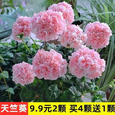 大花天竺葵苗重瓣卉庭院阳台
