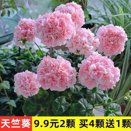 大花天竺葵花苗重瓣花卉庭院阳台四季开花不断盆栽小苗带花苞发货