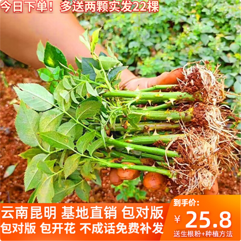 20棵月季花苗四开不断稀有