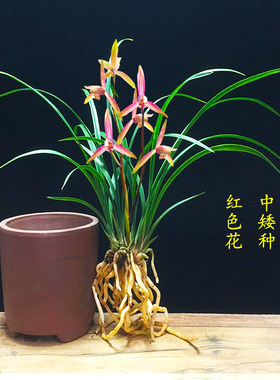 花苞细叶寒兰国画之美浓香型