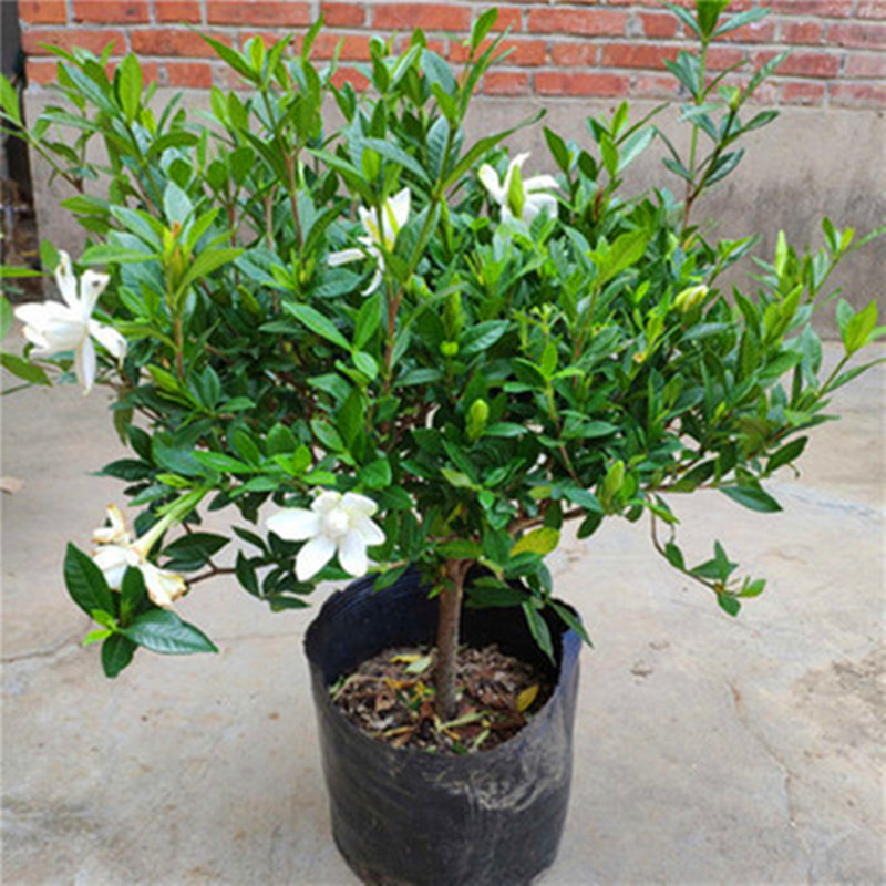 栀子花盆栽小叶独杆雀舌树