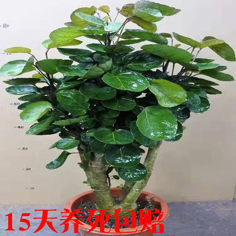 大型绿植金钱兜福禄桐盆栽客厅发财树盆景金钱树圆叶钱串子绿植,农用物资,花卉林木种子/种苗/种球,淘宝优惠券,粉丝福利购,淘宝优惠卷