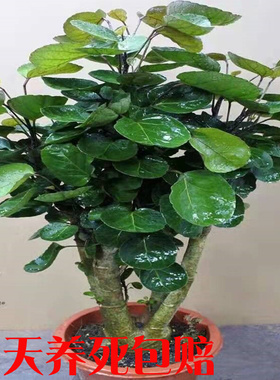 大型绿植金钱兜福禄桐盆栽客厅发财树盆景金钱树圆叶钱串子绿植