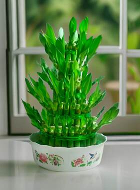 节高富贵竹水养塔培植物盆