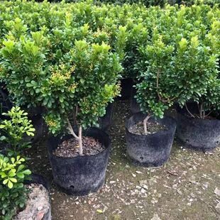 原土米兰花浓香型四季开花清新居家驱蚊室内客厅易养绿植净化空气