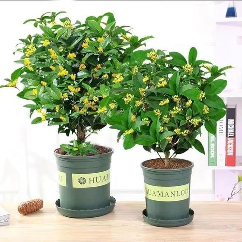 桂花树苗盆栽地四季植物矮