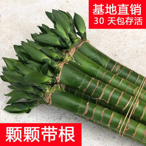 龙竹水培带根富贵养植物观