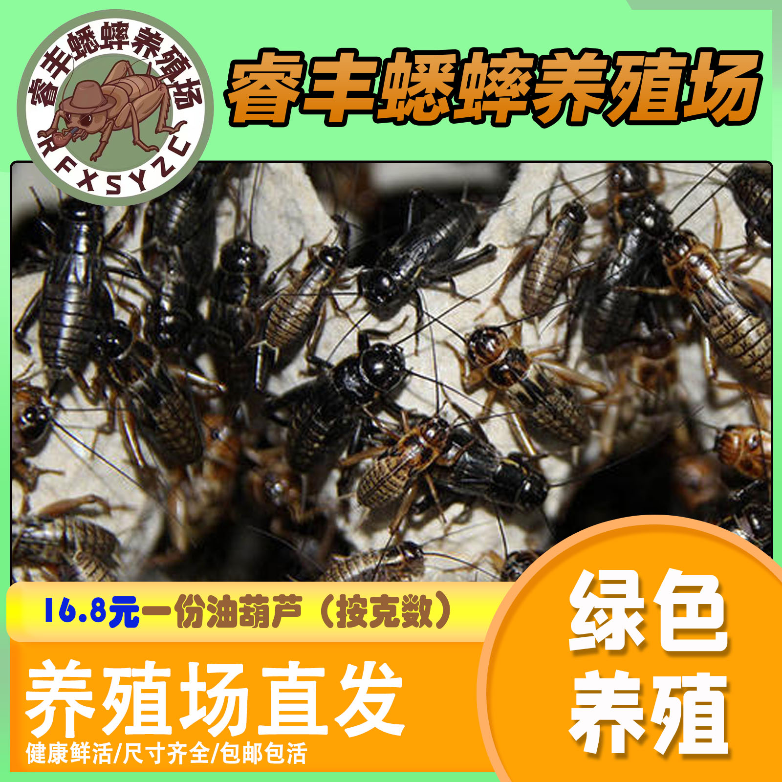 油葫芦，黑蟋蟀，蟋蟀，蛐蛐，