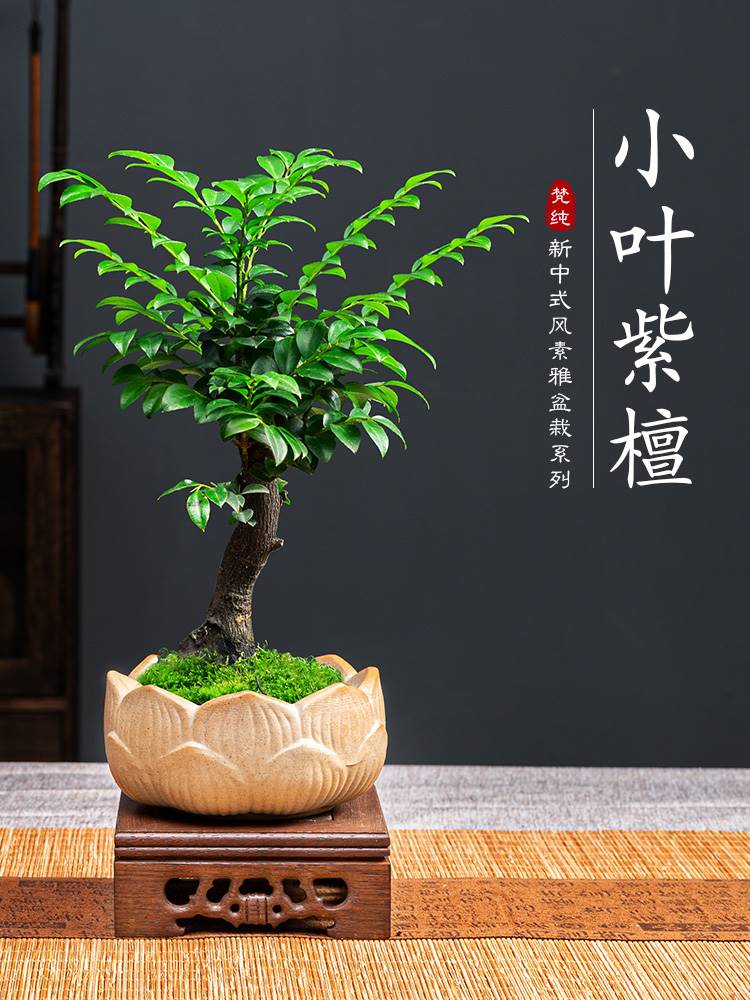 小叶紫檀盆景绿植盆栽室内办公室桌面花卉树苗植物老桩四季好养活