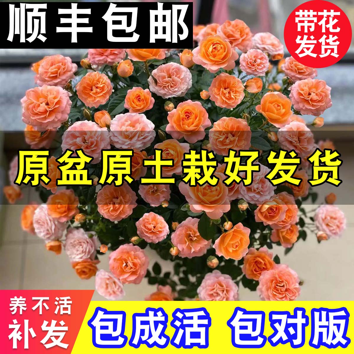 旺语梵四季开花多年生月季